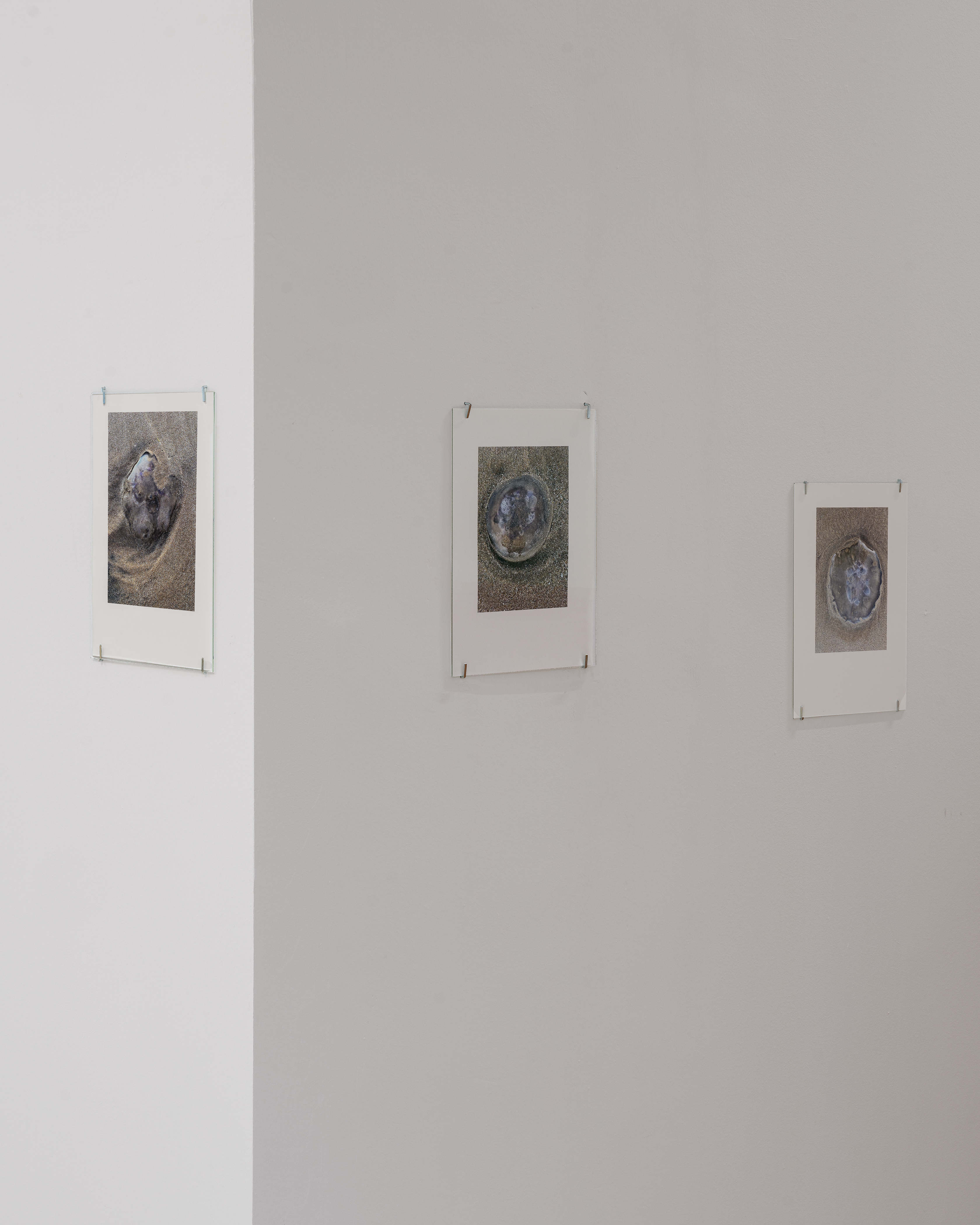 Bleed 2x 2601 veda lofdhal 5569